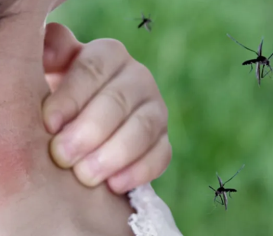 El Ministerio de Salud de la Nación informó 10 casos de chikungunya en la provincia de Formosa