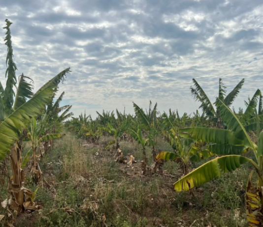 MALAS NOTICIAS PARA LAS BANANAS: Por la sequía, la producción argentina caerá 70% y quedan daños a mediano plazo