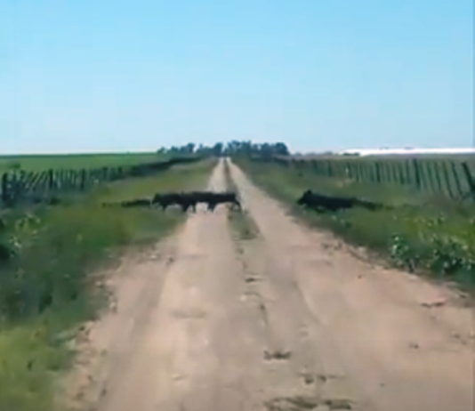 Más de 30 chanchos salvajes atacaron silobolsas en un campo