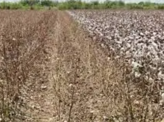 Importante empresa agropecuaria ya descarta siembra de algodón y posiblemente soja