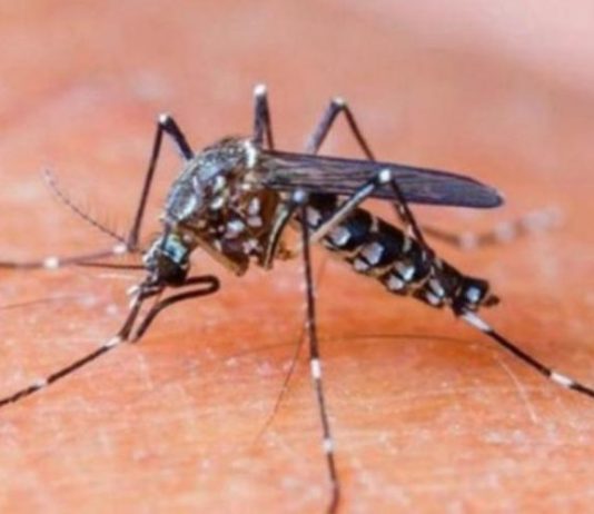 Intensifican las acciones de control y prevención del dengue en la provincia