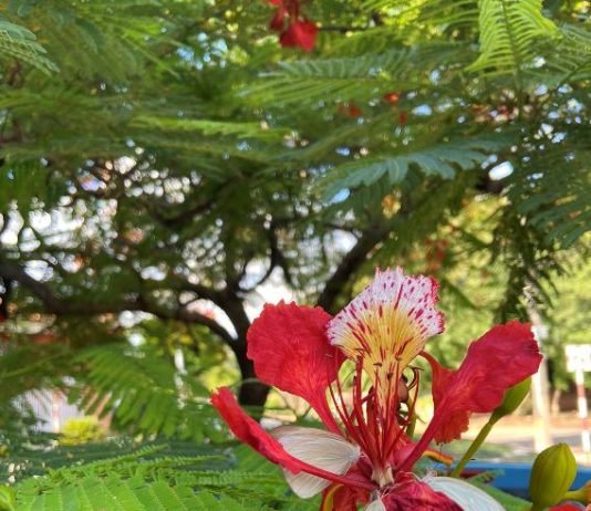 LAGUNA NAINECK: Es llamativa la invasión de inofensivas mariposas blancas; recomiendan no matarlas.