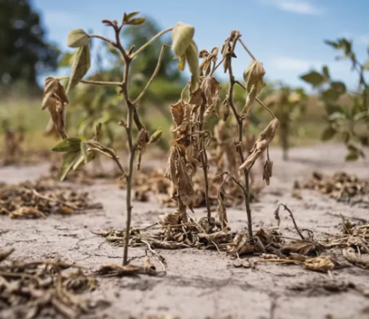Aumenta la presión impositiva del Estado sobre el campo y advierten por el impacto económico