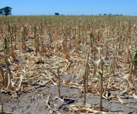 El campo reclama medidas urgentes para paliar la crisis de la sequía