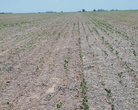 La peor sequía en 60 años ya dejó fuera de juego a 1,7 millones de hectáreas