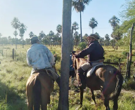 LAGUNA BLANCA: Destacan operativos para prevenir hechos de abigeato y retirar animales de la vía pública