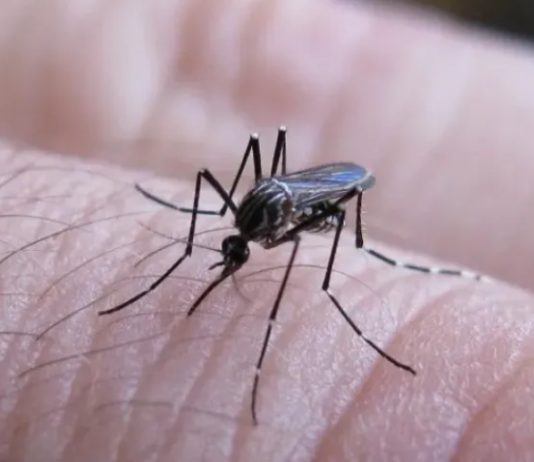 Chaco tiene 6 casos confirmados y 3 probables de chikungunya