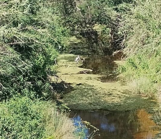 LAGUNA NAINECK: Se recomienda no usar el agua de El Porteño para riego