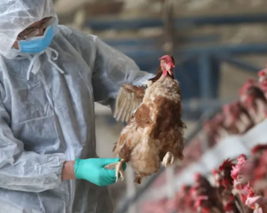 GRIPE AVIAR EN ARGENTINA: 19 casos confirmados y aumentan los controles