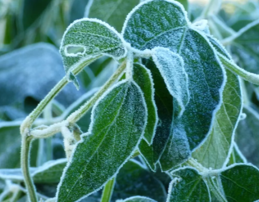 HELADA HISTORICA: Impactó sobre los cultivos en La Pampa, San Luis, Santa Fe, Buenos Aires y Córdoba