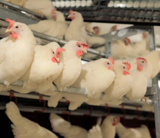 GRIPE AVIAR: El Gobierno endureció los controles y prohibió la venta de aves vivas en todo el país