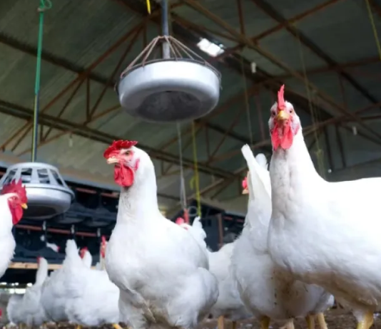 El Gobierno confirmó un caso de gripe aviar en la Argentina y declaró la emergencia sanitaria