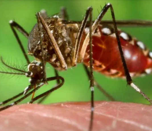 Los casos de dengue en Argentina crecieron un 252% en una semana