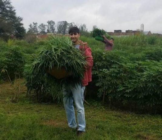 HARINA DE HOJAS DE MANDIOCA: Alternativa productiva de gran valor nutricional
