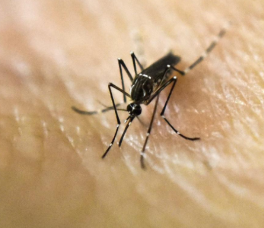 ALARMA POR EL DENGUE: Las principales medidas de precaución y el uso correcto del repelente