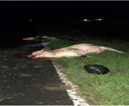 Gral BELGRANO: Motociclista embistió una vaquilla