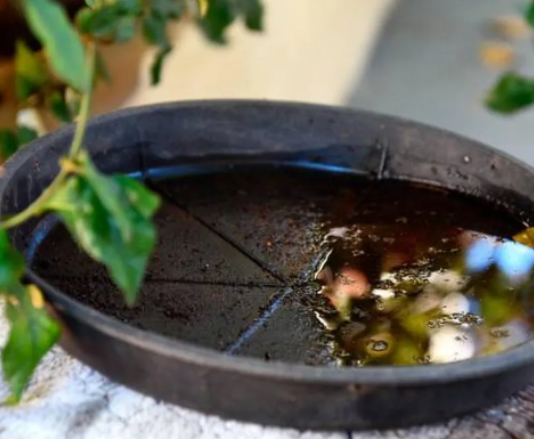 Confirman circulación de variante DEN-2 de dengue y buscan frenarla