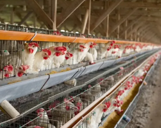 ALERTA SANITARIA: Murieron 240 mil gallinas en Mar del Plata y Río Negro por gripe aviar