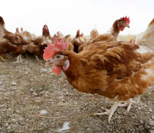 Sacrificaron 15.000 gallinas ponedoras por un caso de gripe aviar