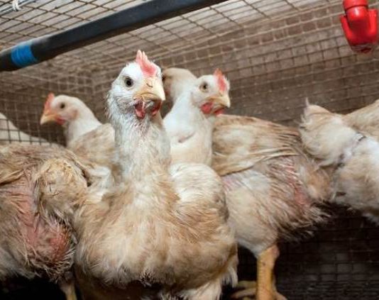 Se informó el primer caso positivo de influenza aviar en Chaco