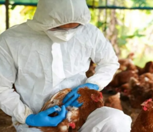 Corrientes confirmó sus primeros casos sospechosos de gripe aviar