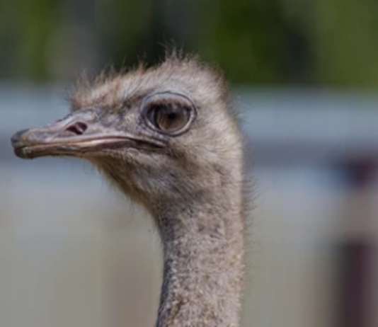 LAGUNA BLANCA: Detenido por tener un ñandú en cautiverio.