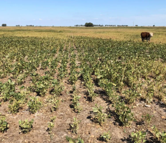 SEQUÍA: Estiman que los productores necesitarán refinanciar US$8000 millones y alertan que 255.000 empleos quedaron en riesgo