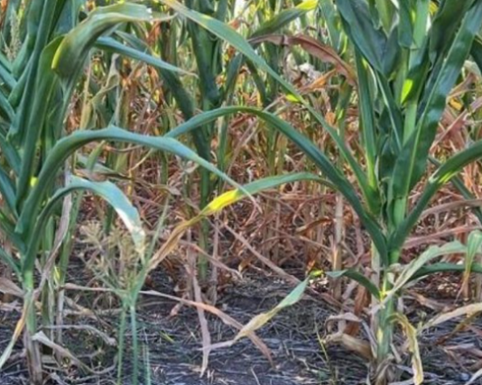 Sequía: las pérdidas reestimadas en la cosecha de soja y maíz superan los US$19 mil millones