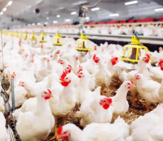 La OMS confirmó la muerte de una persona infectada por la variante H3N8 de la gripe aviar en China