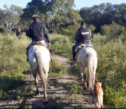 PALMA SOLA: Policías de la UEAR SAN JUAN hallaron un vacuno perdido.