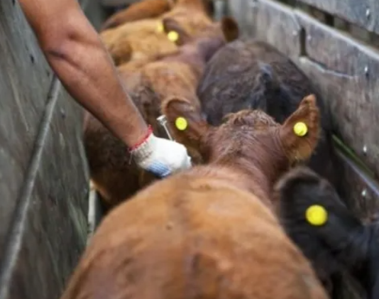 SENASA: Continúa la vacunación contra la fiebre aftosa y la brucelosis