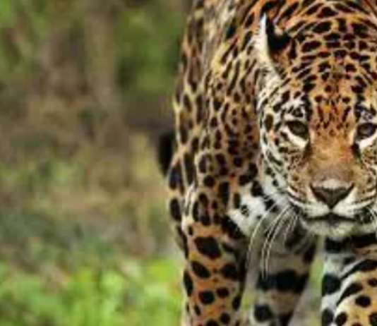 HISTÓRICO: Formosa, Nación y una ONG serán querellantes en una causa contra la caza de un yaguareté