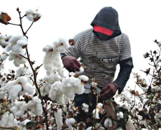 Empezaron las primeras cosechas de algodón en Formosa y ya están fijados los precios por tonelada