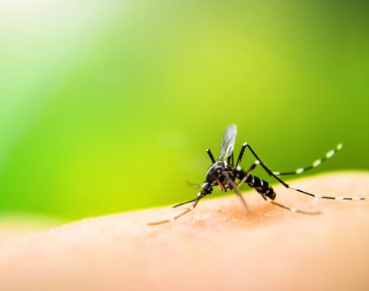 “Hay un brote epidémico de dengue”, aseguran los infectólogos
