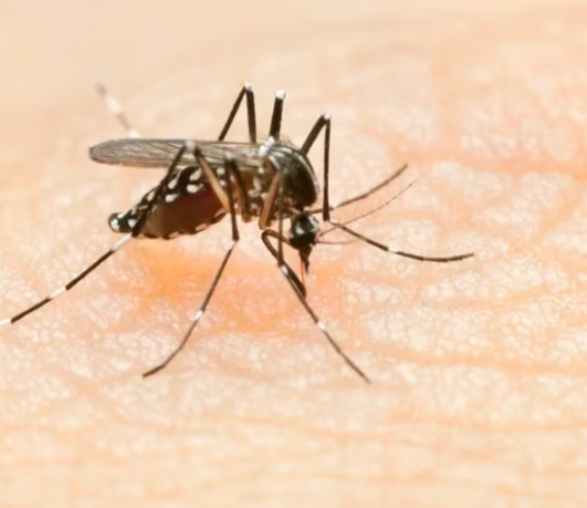 Fiebre chikungunya en Argentina: el brote que pasa desapercibido ante el avance del dengue