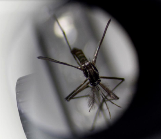 Hay más de 56 mil casos de dengue en todo el país y circulación del virus en 15 jurisdicciones
