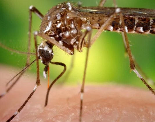 Récord histórico de muertes por dengue en Argentina: ya llegan a 32 en ocho provincias