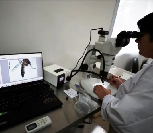 39 muertos por dengue en Argentina: alertan por un genotipo del virus que circula por primera vez en el país