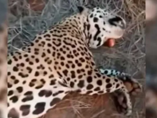 FORMOSA: Un cazador deberá pagar una caución por el daño ambiental tras matar a un yaguareté