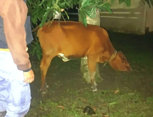 LA PRIMAVERA: Detuvieron a un abigeo y recuperaron un animal vacuno