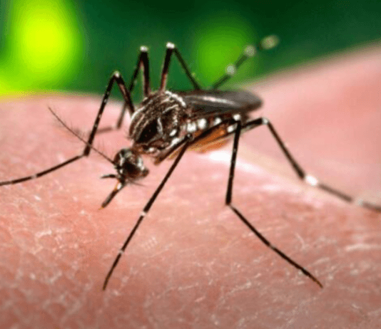 DENGUE: Investigadores desarrollan un método natural para combatirlo