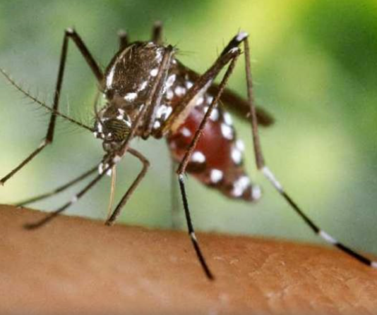 Llegan a más de 71 mil los contagios de dengue en el país
