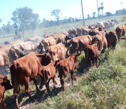 EL ESPINILLO: Más de 90 vacunos sustraídos que se encontraban en territorio Paraguayo, fueron recuperados