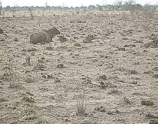 EMERGENCIA AGROPECUARIA. Maglietti aseguró que el sector ganadero «no recibió asistencia»