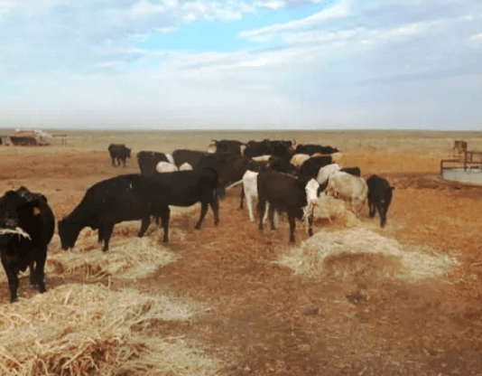 «Se están realizando los pasos administrativos de los fondos de la emergencia agropecuaria»