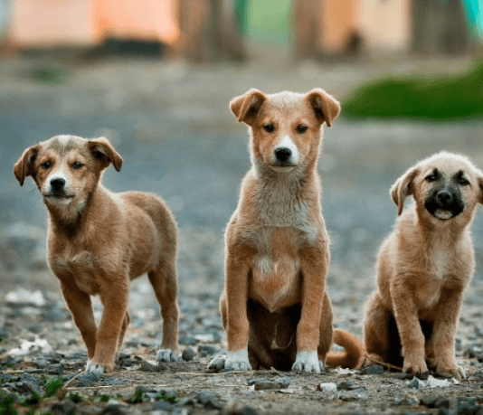 DÍA DEL PERRO CALLEJERO: ¿Por qué se conmemora cada 27 de julio en todo el mundo?