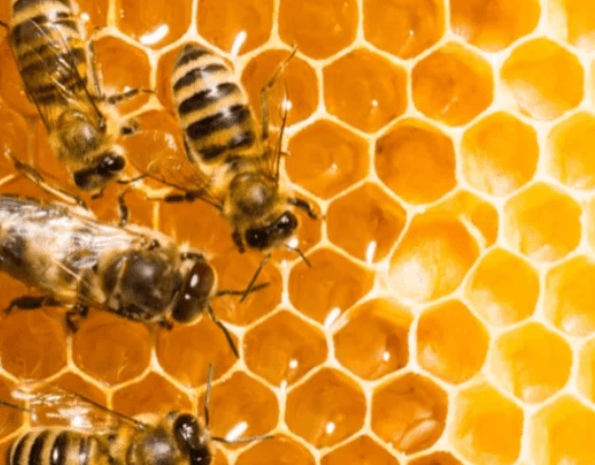 El Senasa prohibió más de 30 insecticidas que ponen en riesgo a las abejas