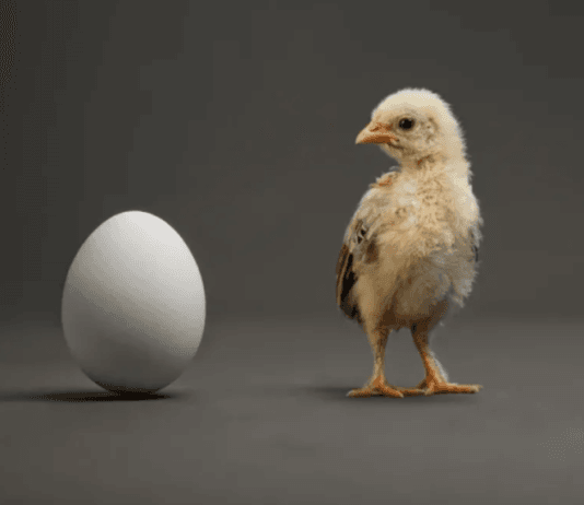 Le preguntaron a la inteligencia artificial qué fue primero, si el huevo o la gallina, y su respuesta fue contundente