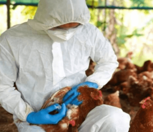 SENASA confirmó caso de influenza aviar en establecimiento de General Güemes