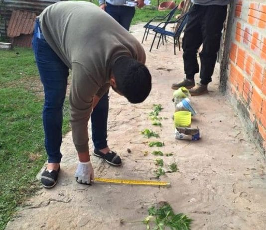 LAGUNA NAINECK: Secuestran 15 plantines de marihuana en la colonia Punta Guía